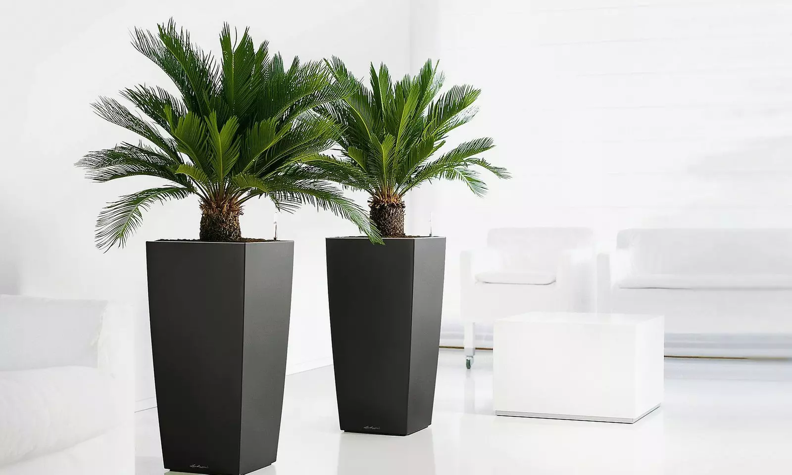 2x Japanischer Palmfarn (Cyca Revoluta)