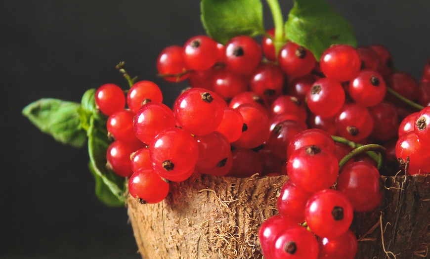 Image 2: Plantas de frutas europeas y asiáticas