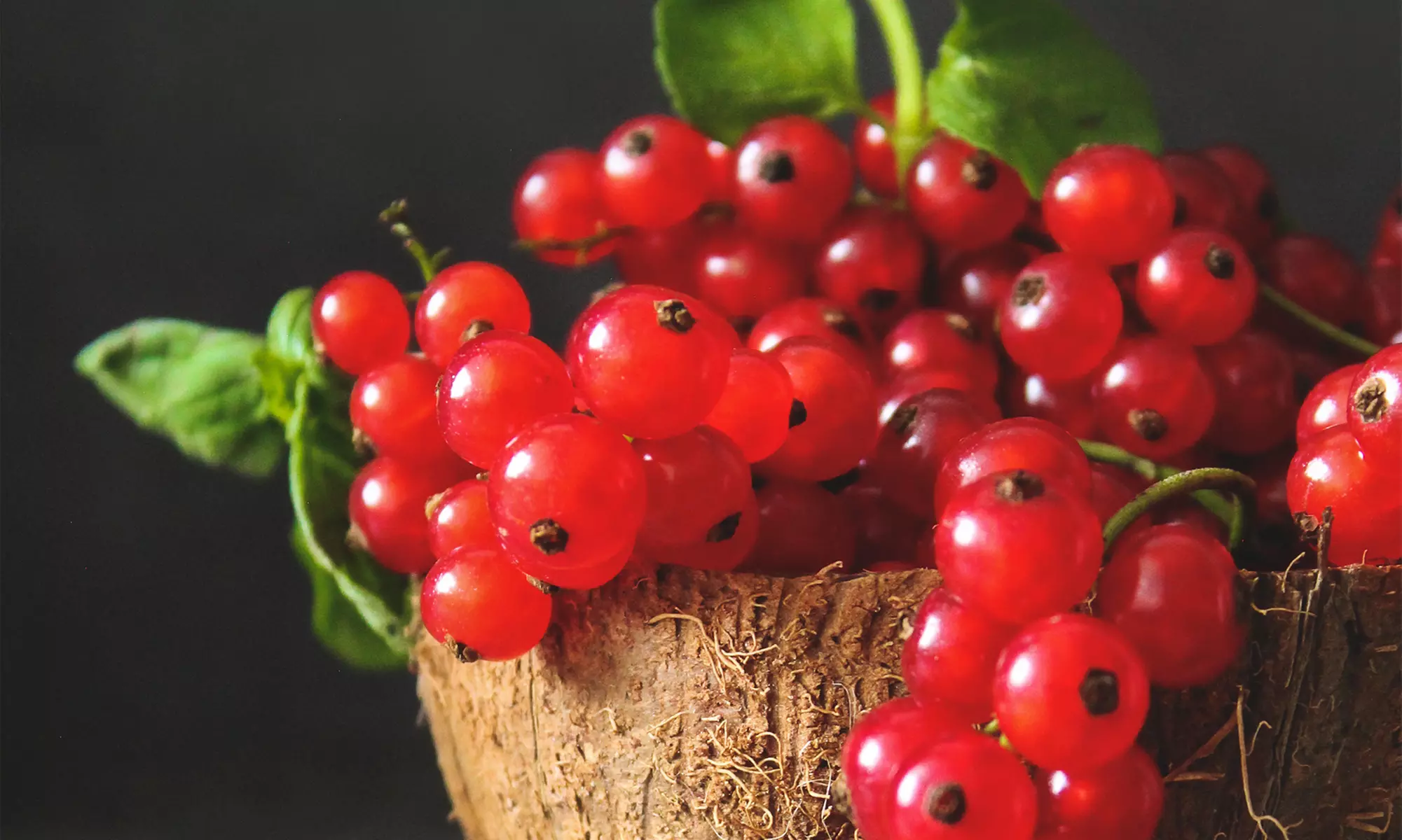 Set di 4 o 8 piante di ribes e lampone