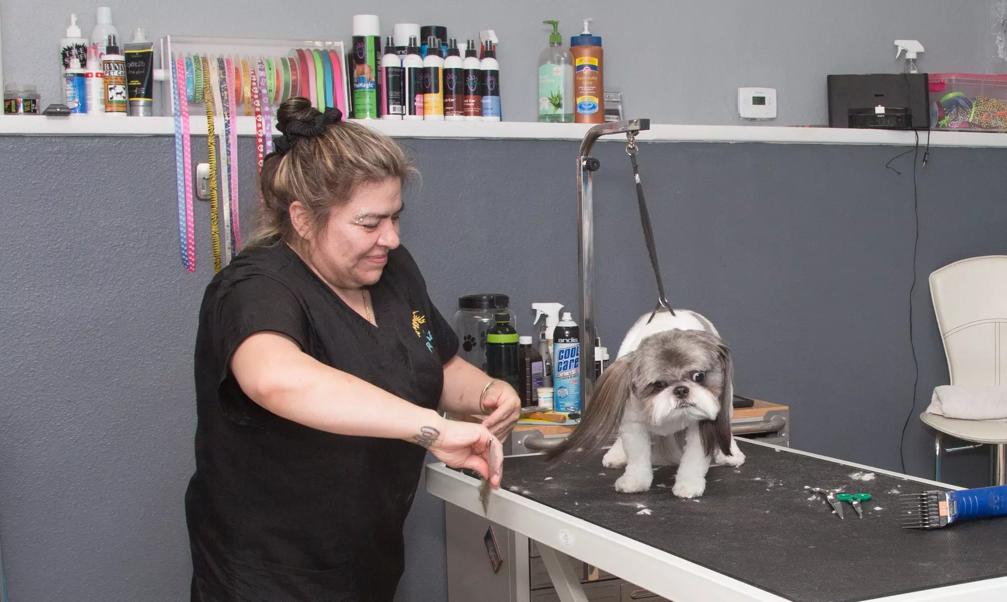 Grooming for Small, Medium, and Large Dogs  at Wagging Tails Pet Resort (Up to 52% Off) - Primary Image