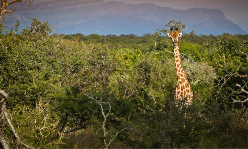 Image 17: Hoedspruit: 5-Night 5* All Inclusive Safari Break