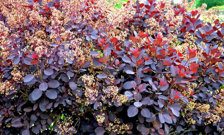 Image 1: One or Two Cotinus Coggygria Royal Purple Potted Plants