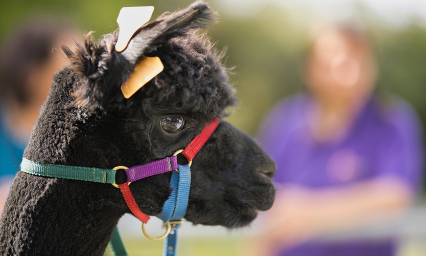 Image 5: Enjoy a Two-hour Alpaca Meet, Greet, and Walk for Two, Three, or Four