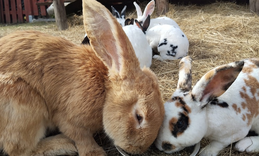 Image 21: Bilety do Mini Zoo Zwierzaczkowo w Szklarskiej Porębie