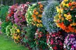 60 or 120 Mixed Summer Bedding Plants - Image 3
