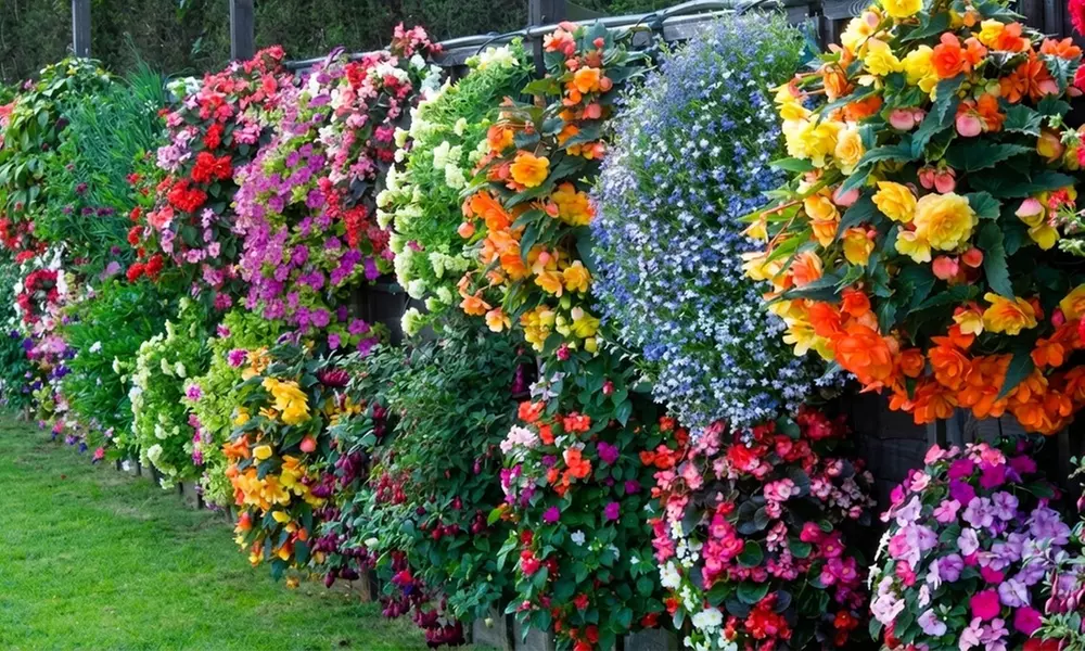 60 or 120 Mixed Summer Bedding Plants