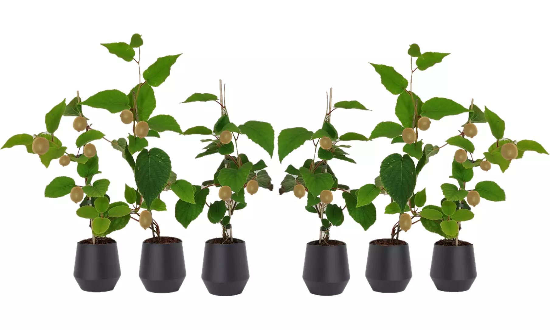 3x oder 6x Kiwi-Pflanze „Jenny"