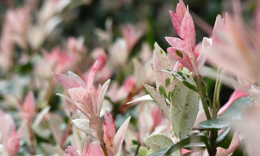 Image 2: 2 of 4 Salix Flamingo's op stam