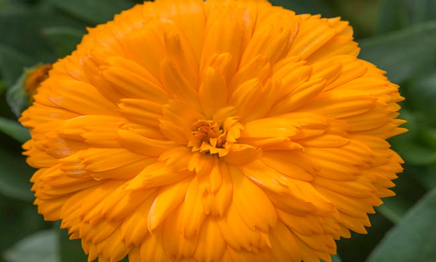 Image 6: Calendula Sunny Collection - 9 or 18 Plants