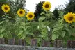 Sunflower Seed Mats with Soil Block (1-, 2-, or 4-Pack) - Second Medium