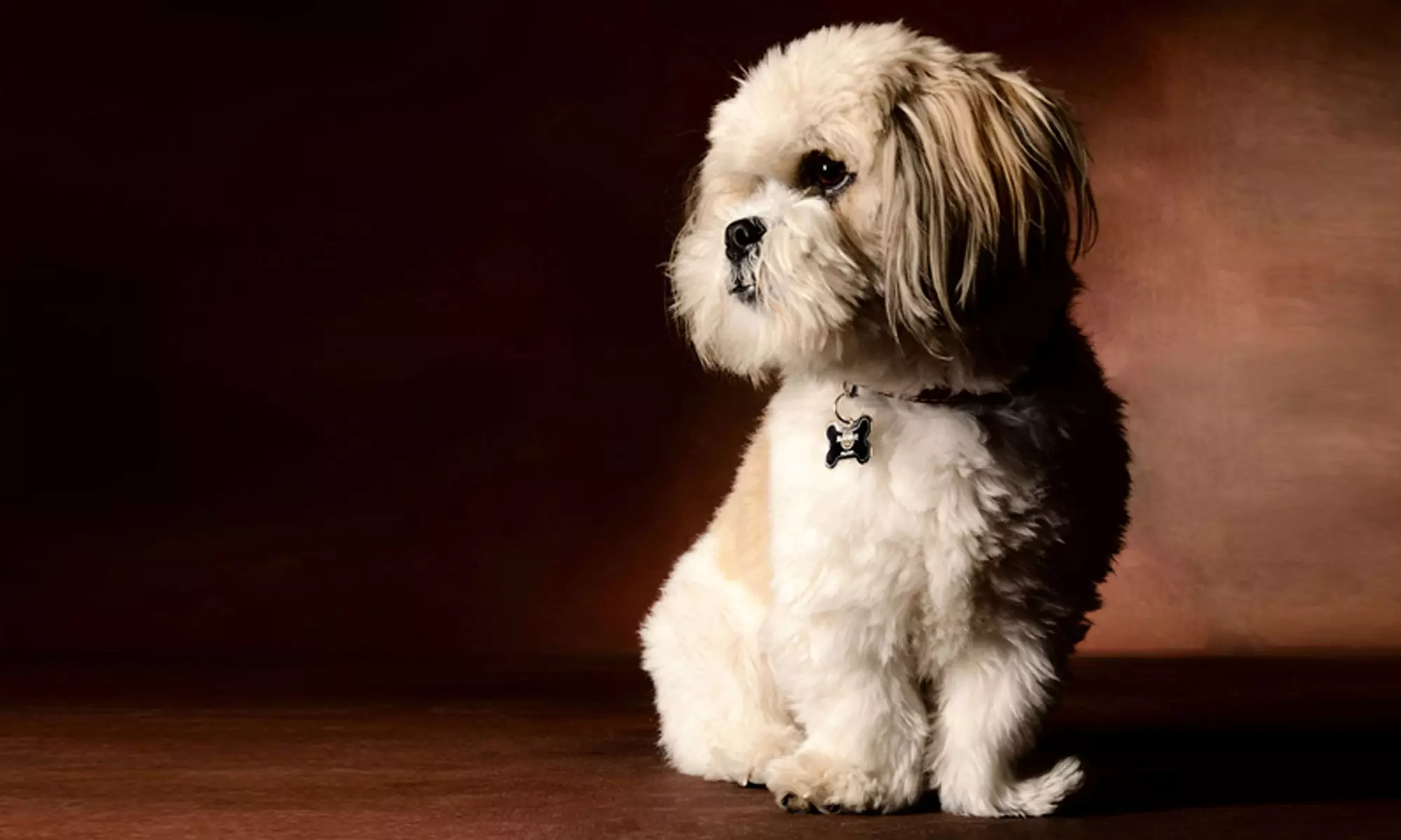 Pet Photoshoot with One Print at Flash Photography