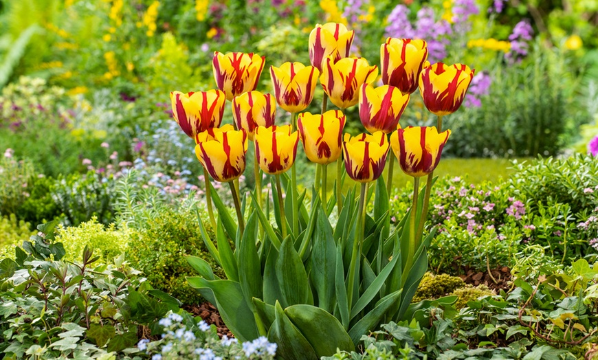 Image 6: 1 ou 2 lots de 30 bulbes de tulipes de Rootz