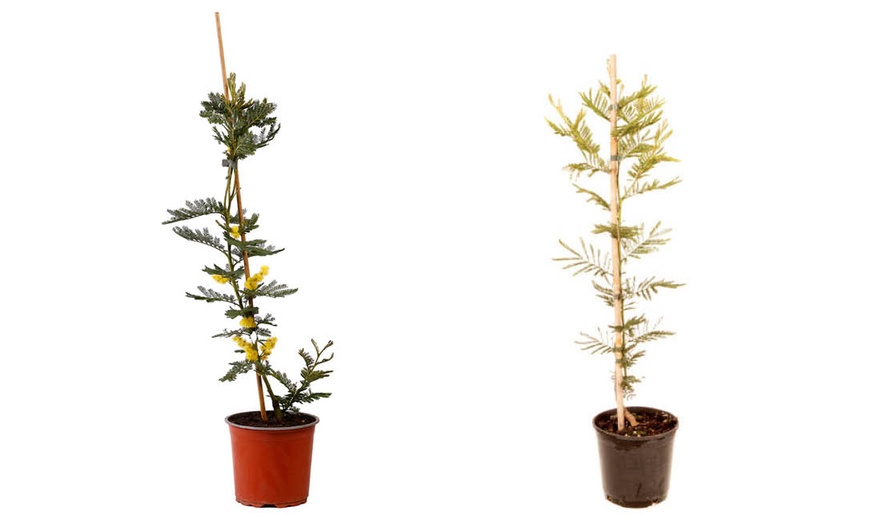 Image 3: YouGarden Flowering Mimosa Bush