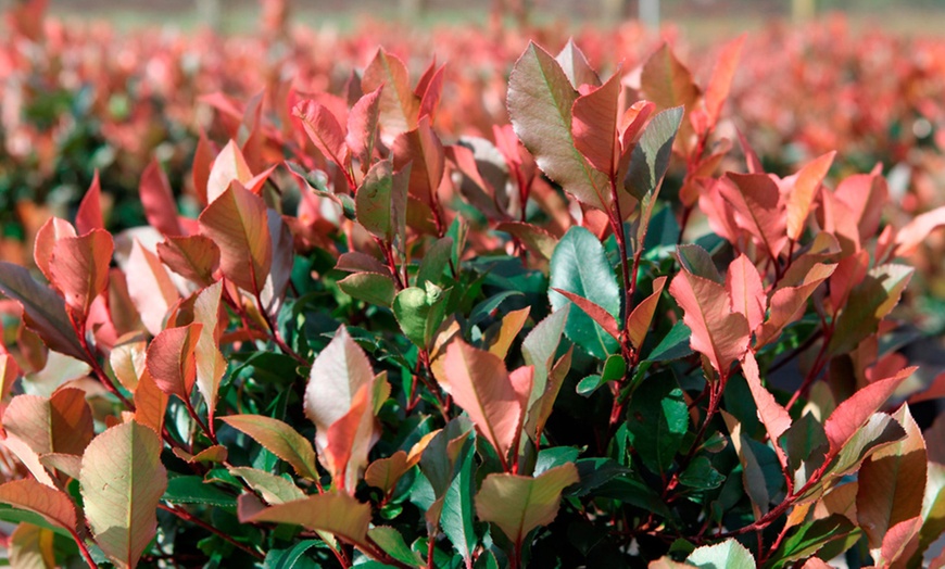 Image 2: Photinia Red Robin Shrub Plant