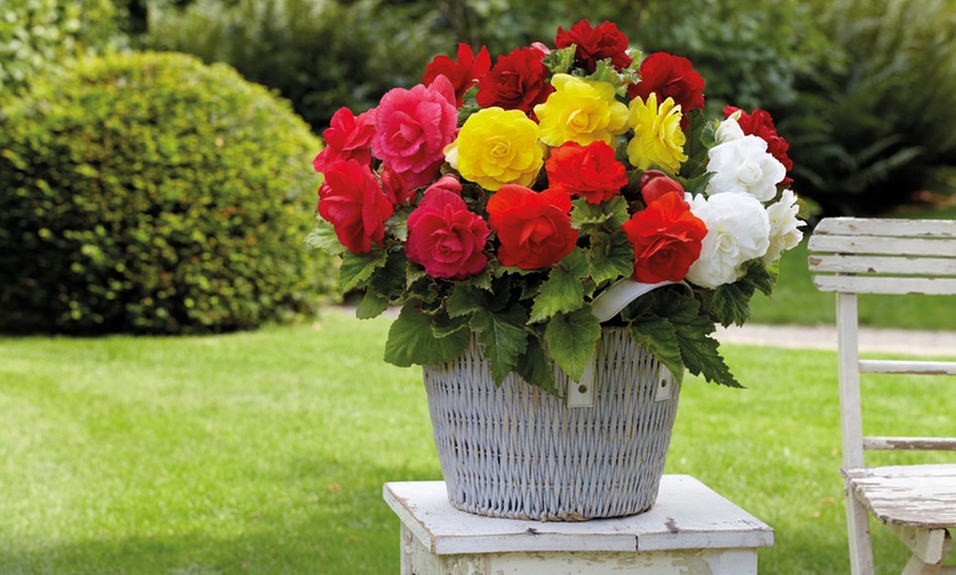 Image 3: 10, 20, or 40 Begonia Double Flowered Mixed Plants