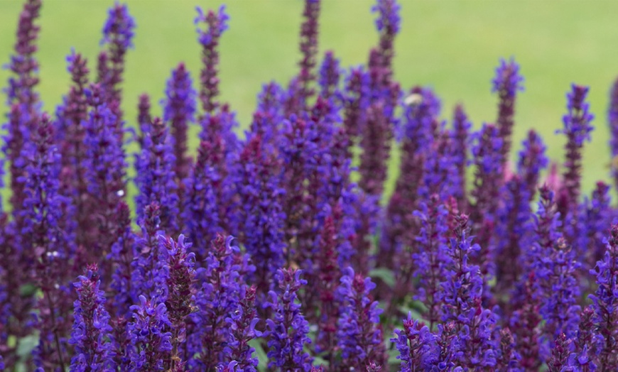 Image 3: Salvia Nemorosa 'Salvatore Deep Blue' - 12, 24 or 48 Plug Plants