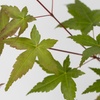 Image 3: Erable japonais 'Acer Beni Maiko'