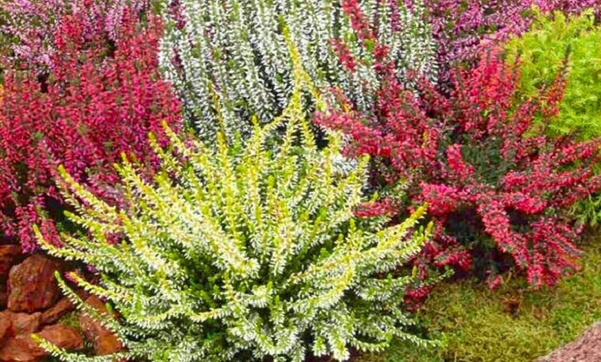 Image 3: Heather Plant Collection