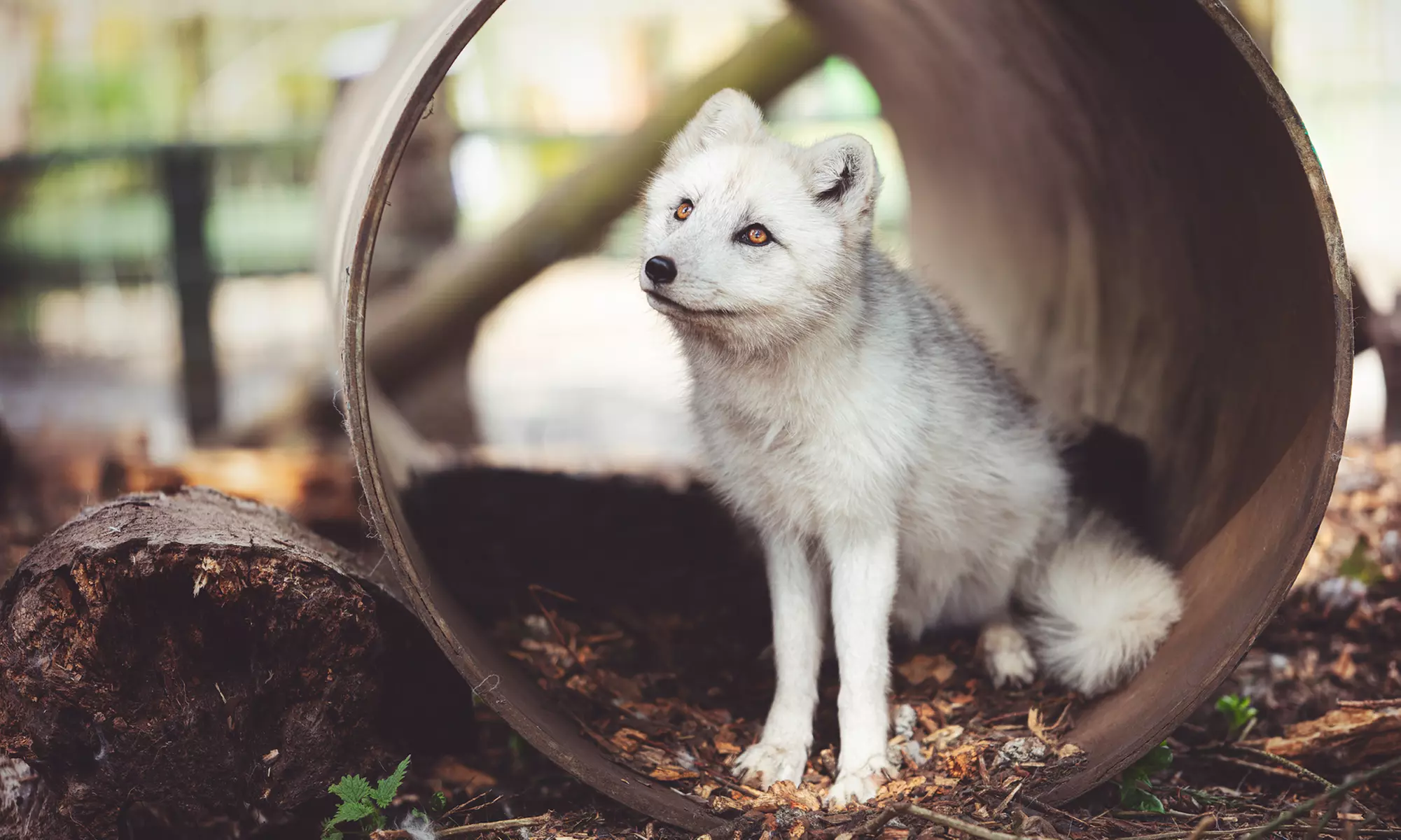 Enjoy Weekday, or Weekend Entry at Hoo Zoo and Dinosaur World