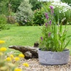 Image 1: Fragrant Patio Pond Plant Kit with Various Pot Options