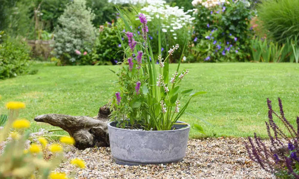 Fragrant Patio Pond Plant Kit with Various Pot Options - Primary Image