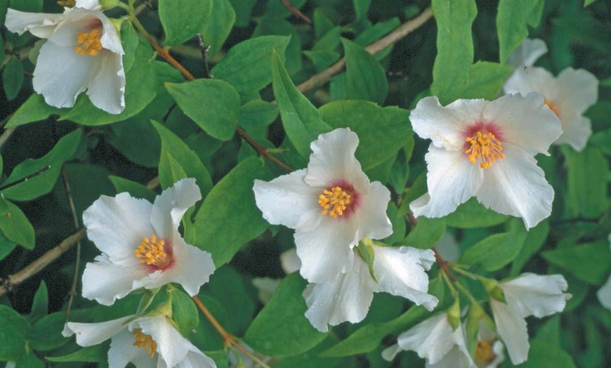 Image 7: Scented Mock Orange ‘Belle Etoile’ – Upto Three Potted Plants