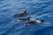 Dolphin and Island Tour for One Adult or Child at Uncharted Waters Dolphin and Fishing Charters (Up to 20% Off) - Second Medium