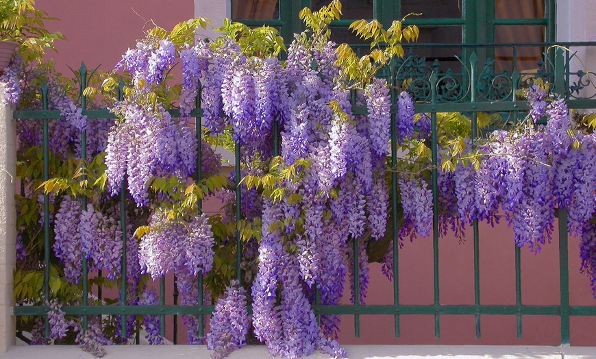 Image 4: Lot de 3 ou 6 plants de glycine Wisteria