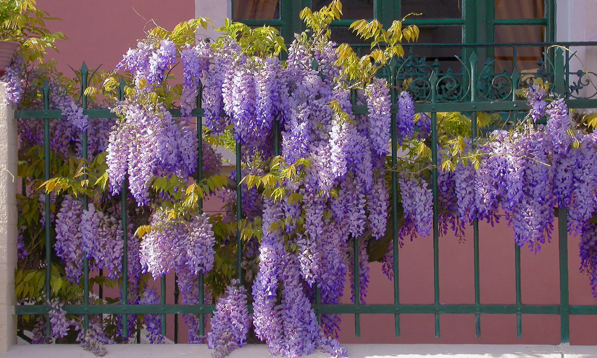 Lot de 3 ou 6 plants de glycine Wisteria