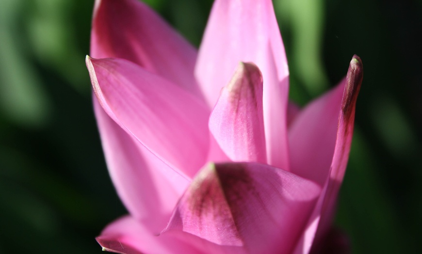 Image 5: 2 of 4 Curcuma Al Siam Splash planten