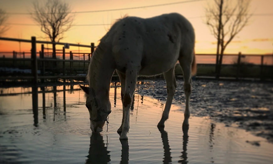 Image 8: 1h de shooting photo cheval 