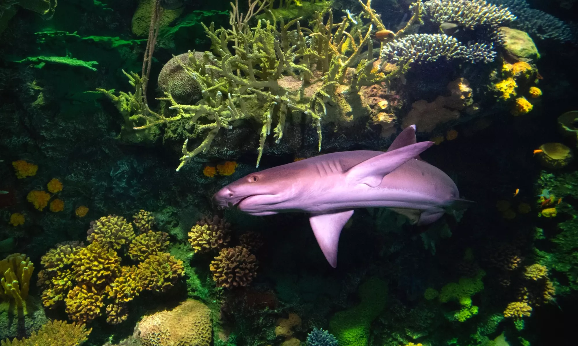 New York Aquarium Admission for One Child or Adult