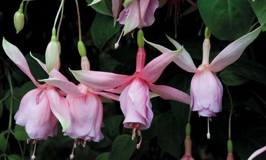 Image 1: Fuchsia 'Pink Elephant' Plants