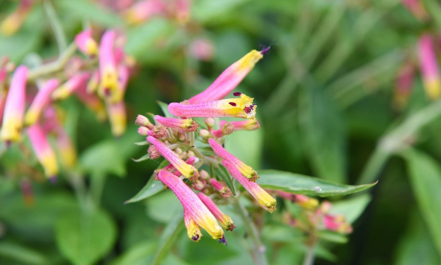 Image 1: Three or Six Cuphea 'Funny Face' Annual Shrub Jumbo Plug Plants