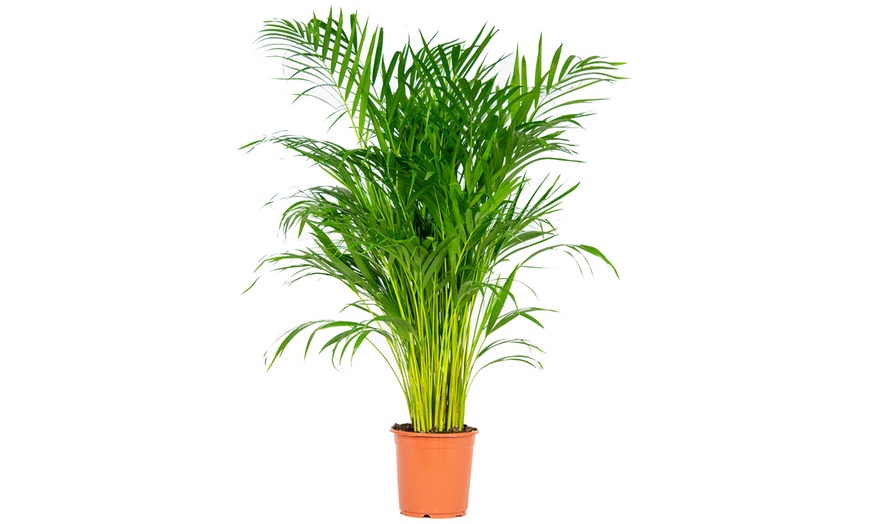 Image 4: Plante d'intérieur Dorée Dypsis Lutescens