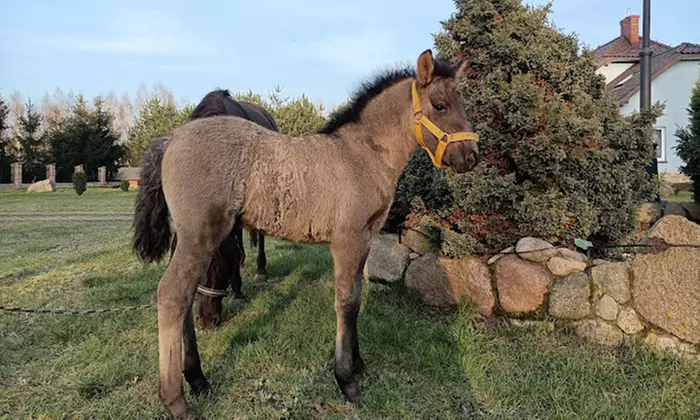 Odkryj urok jazdy konnej: indywidualne sesje lub trening na lonży w KajaKing (do -31%)