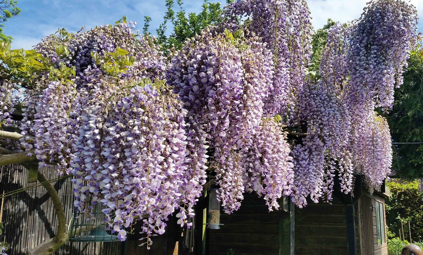 Image 3: Wisteria Tree 2L Pot – One or Two Plants