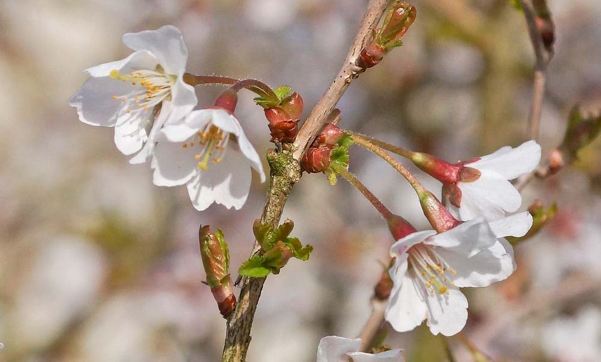 Image 5: Compact Fuji Cherry Blossom 'Kojo-No-Mai' Potted Plant