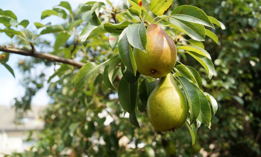 Image 11: 5er-Set Obstbäume: Apfel, Birne, Süßkirsche, Sauerkirsche und Pflaume