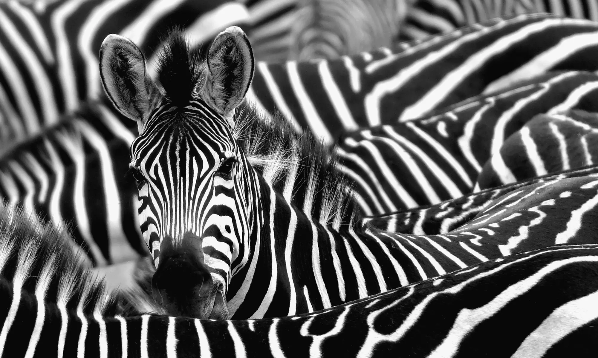 South Africa and Safari Tour. Price is per Person, Based on Two Guests per Room. Buy One Voucher per Person. - Primary Image