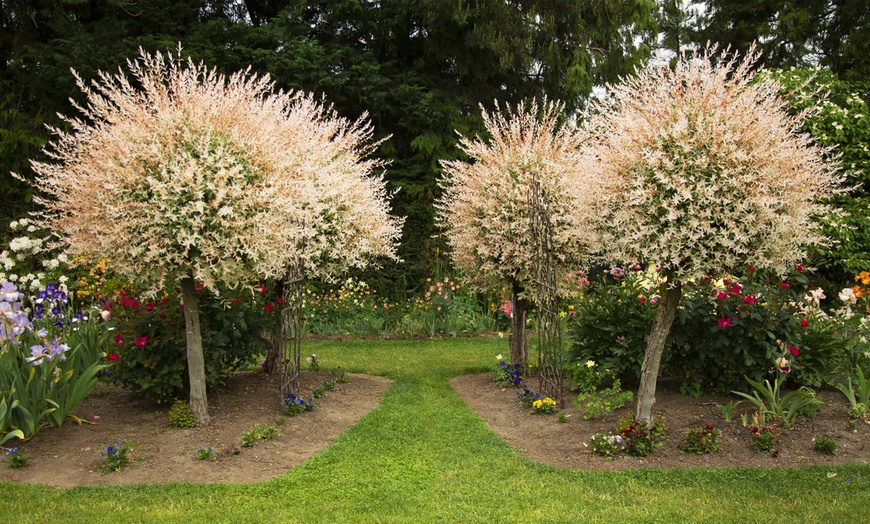 Image 3: Two Rootz Salix Flamingo Potted Plants