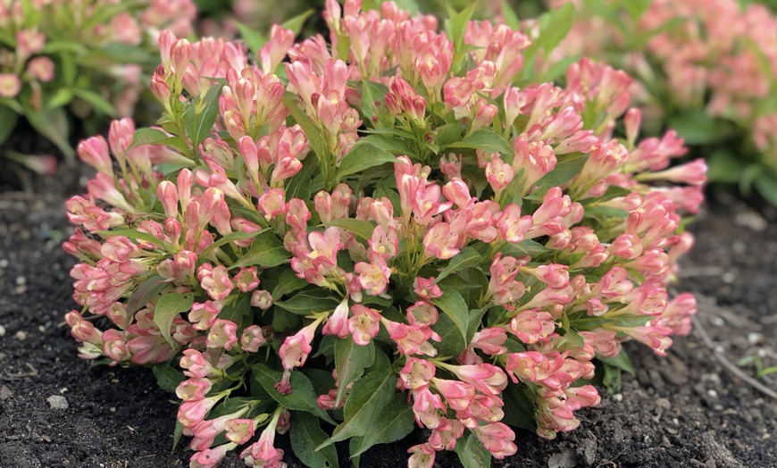 Image 4: 2 Weigela All Summer Peach Plants