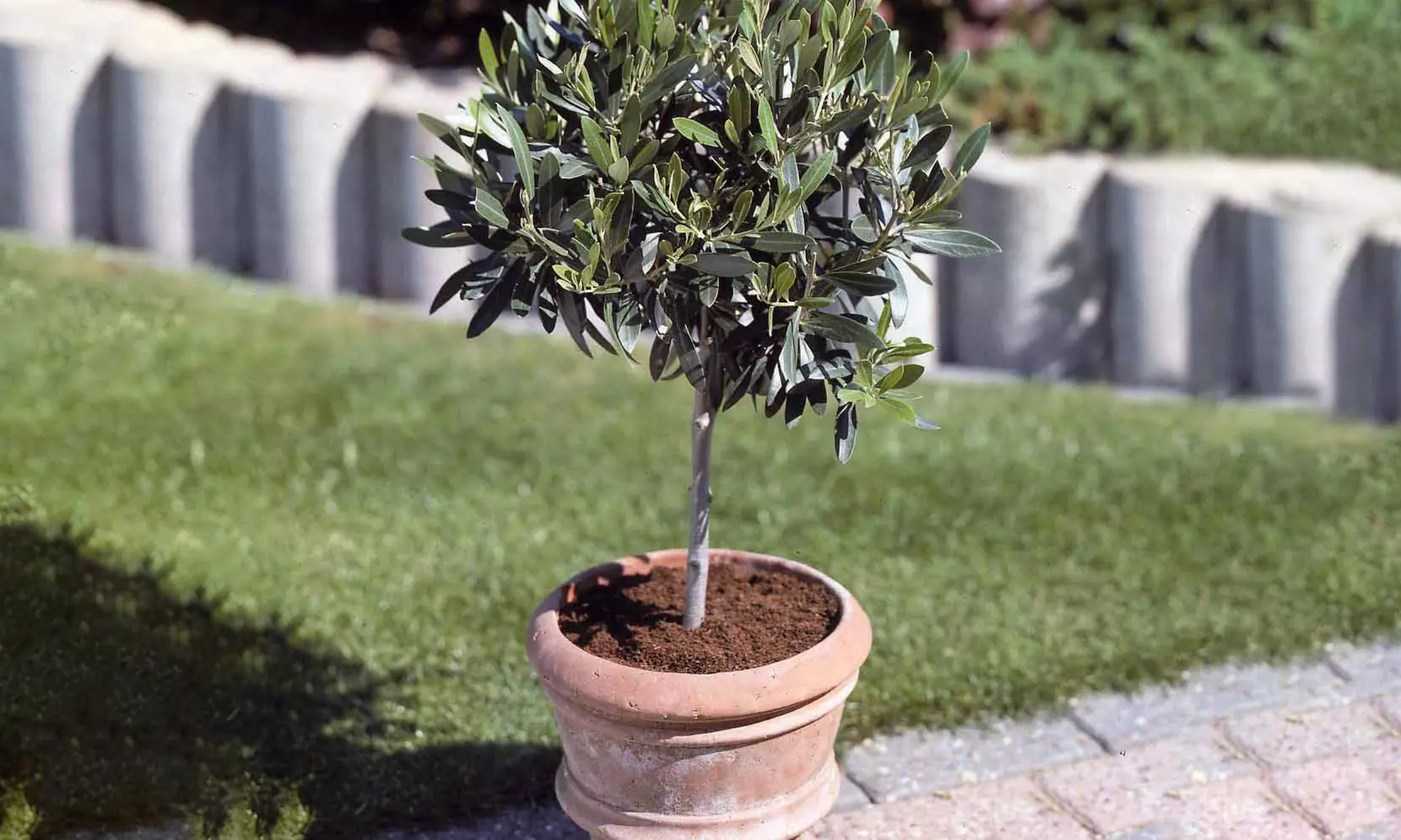 2 oliviers sur tige - Primary Image