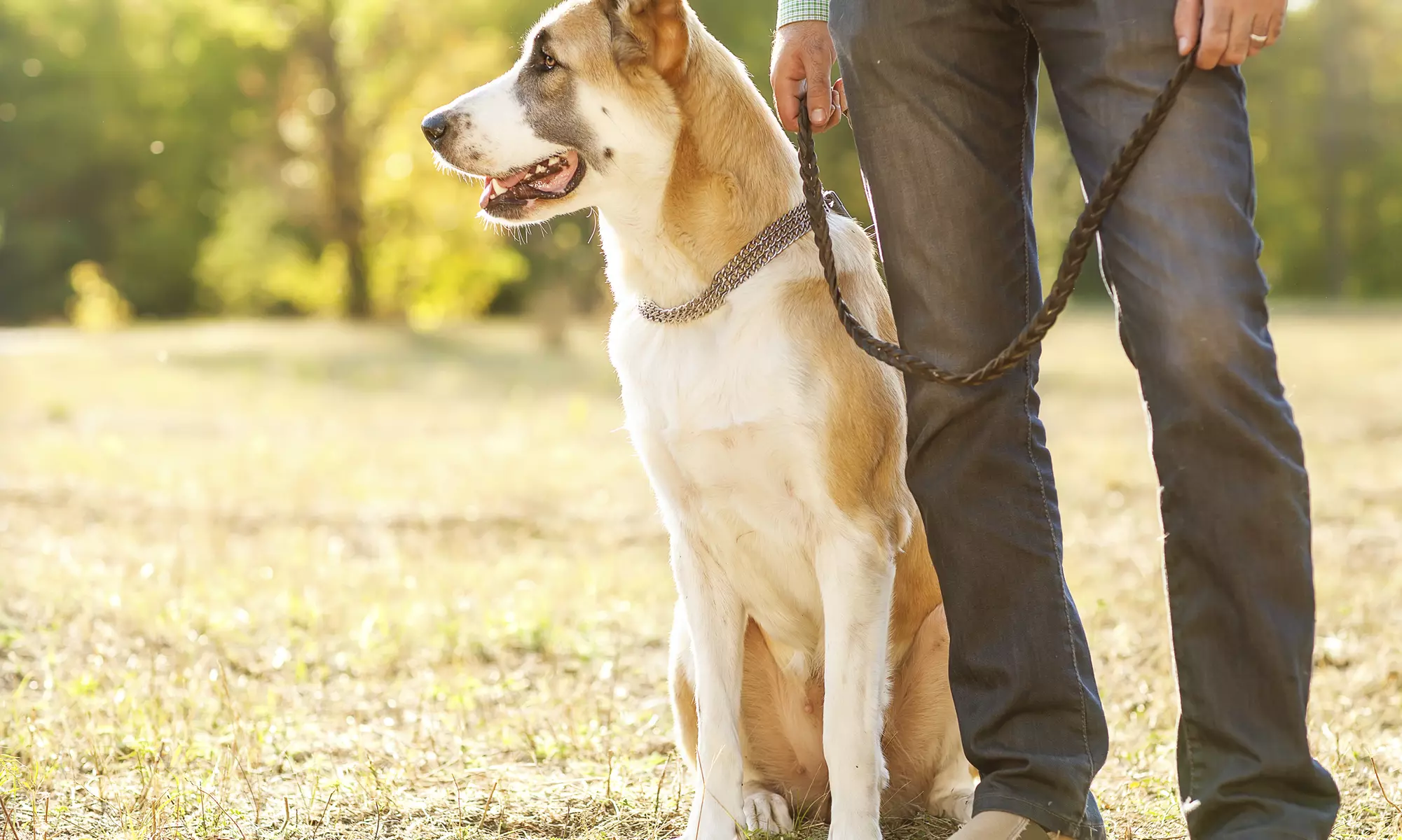 Seven Days of Pet Sitting Services from Petopia Pet Care (39% Off) - Primary Image