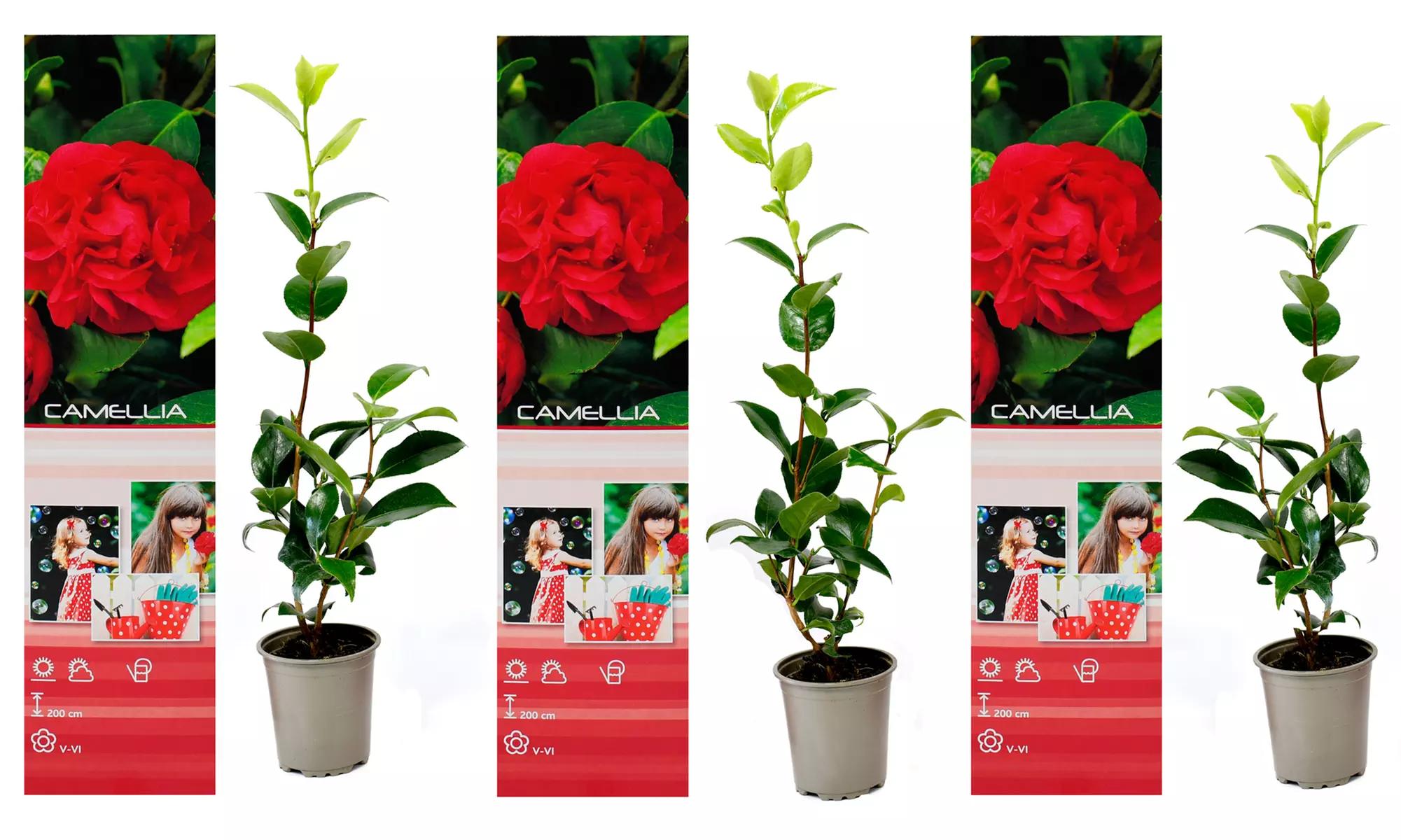 1 ou 2 lots de 3 Camélias japonais