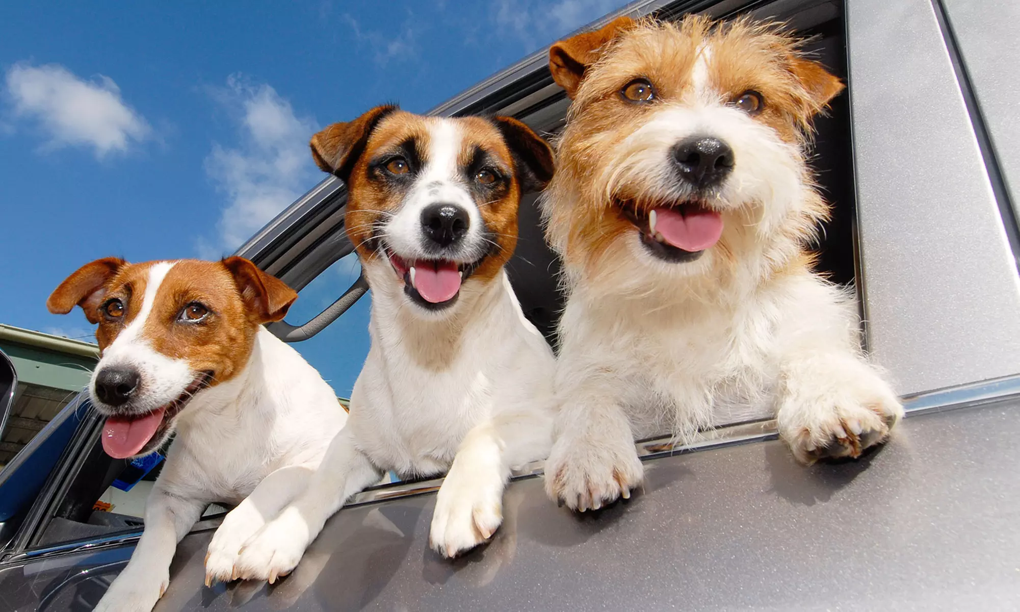 Home Dog Boarding from Rover.com (Up to 63% Off) - Primary Image