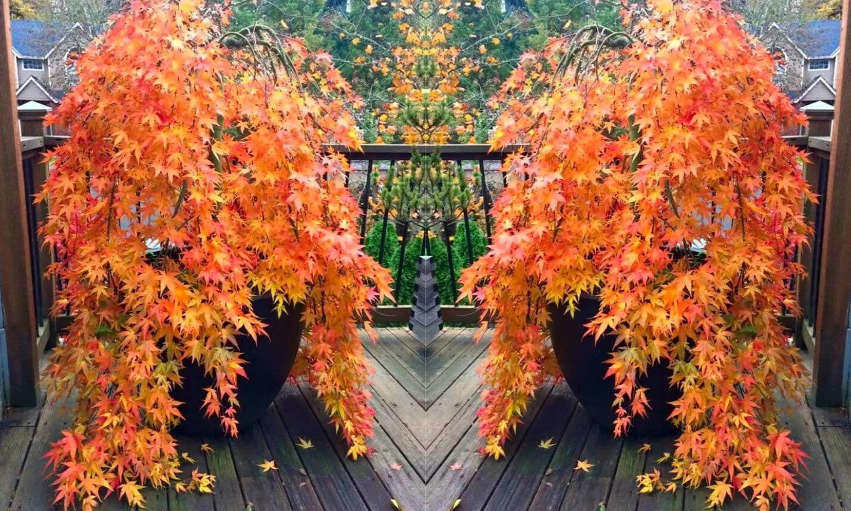 1 o 2 piante di acero palmato giapponese Orange Lace - Primary Image