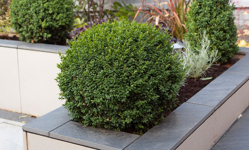 Image 2: Pair of 25cm Buxus Balls