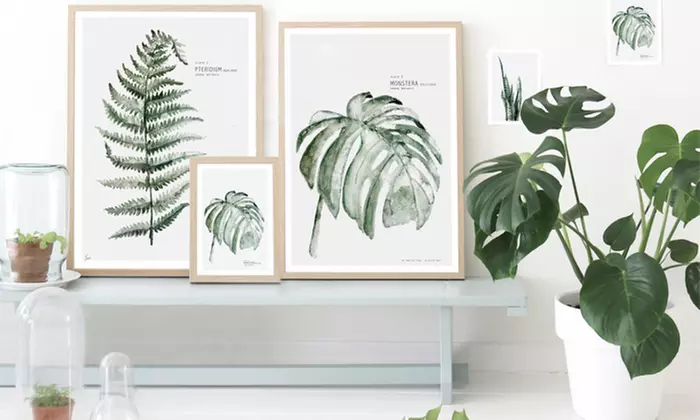 1 ou 2 plants de Monstera 'Deliciosa' 60-70 cm, livrés en pot - Second Medium