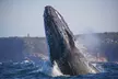 Enjoy a 2.5-Hour Weekday or Weekend Whale Watching Cruise with Live Commentary & Viewing Decks (Up To 28% Off) - Image 3